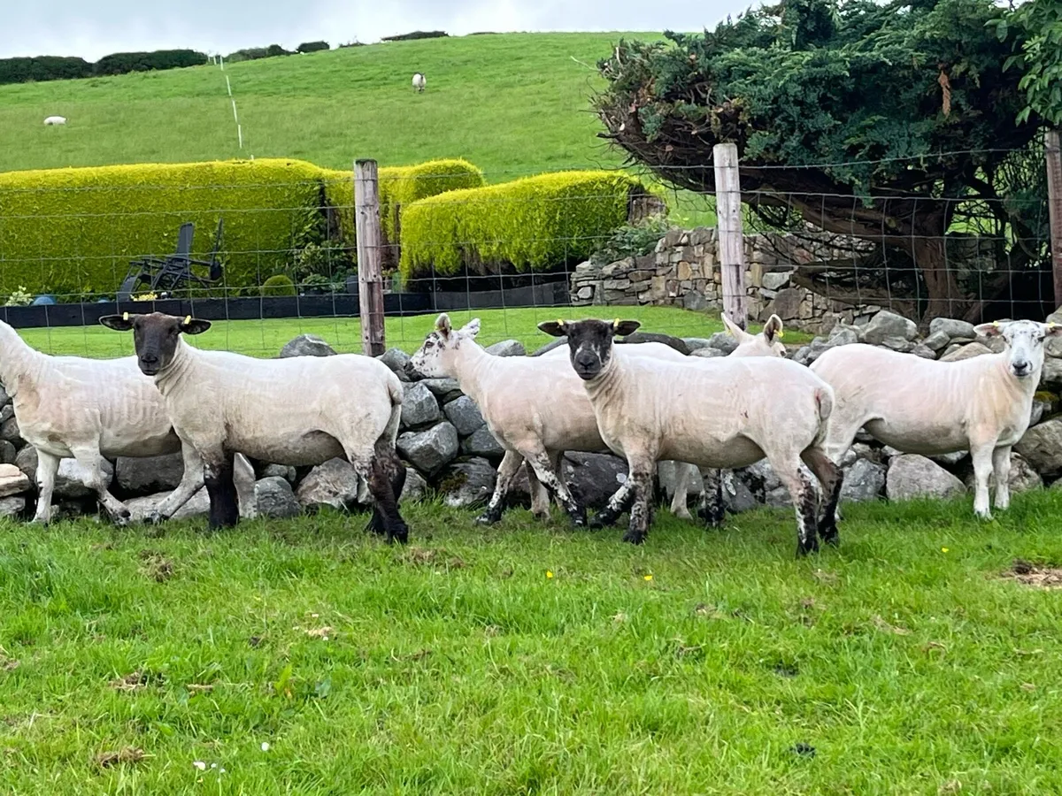 Sufftex Hoggets - Image 3