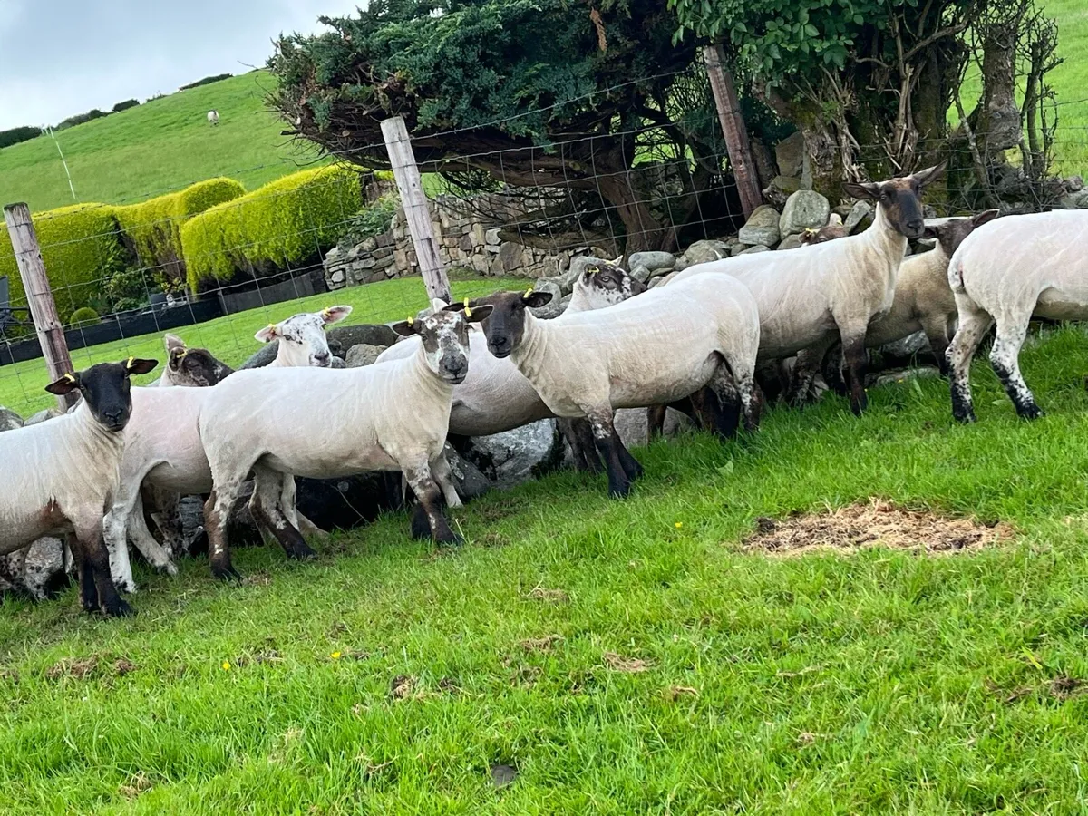 Sufftex Hoggets - Image 4