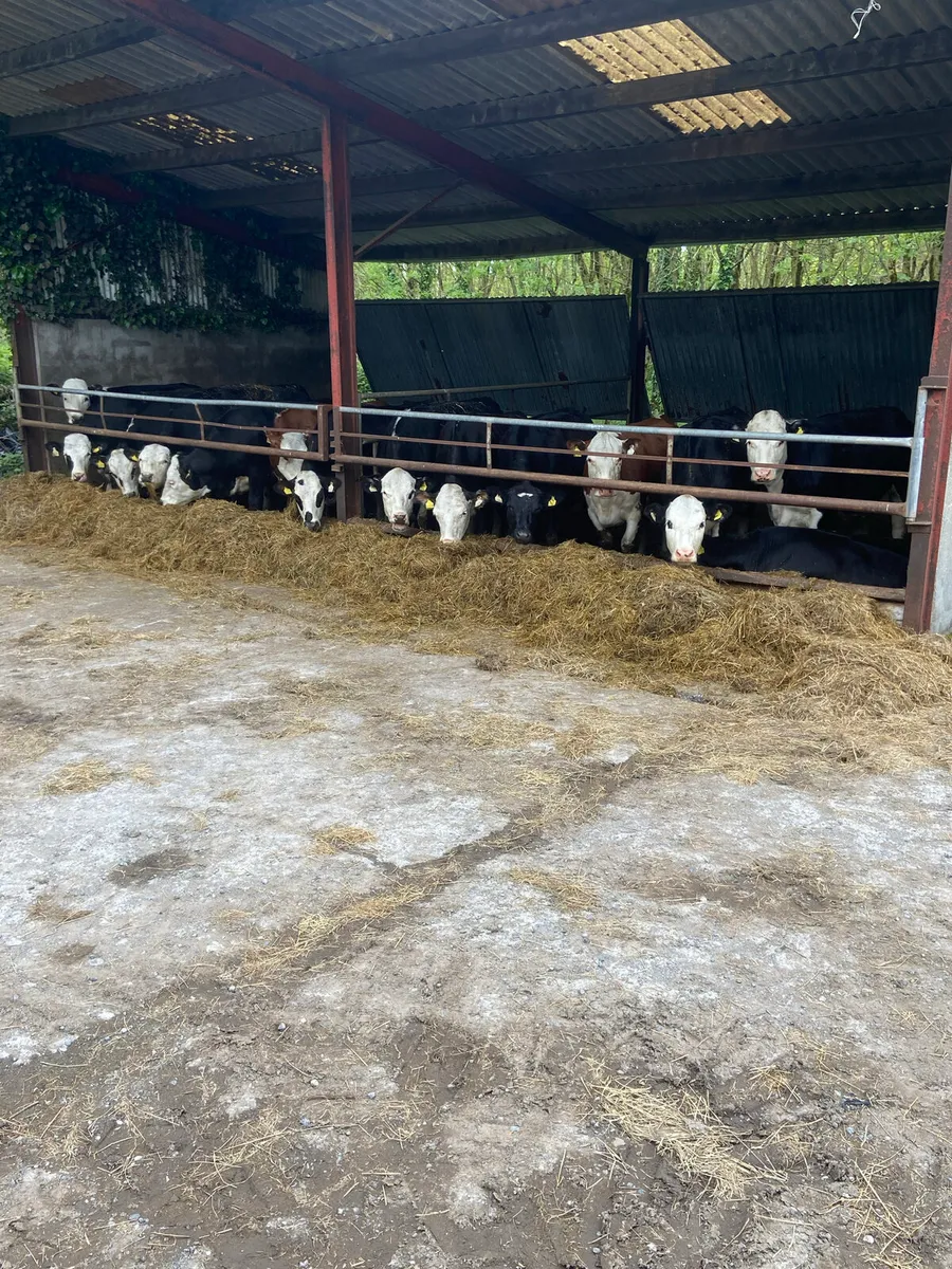 Hereford heifers - Image 2
