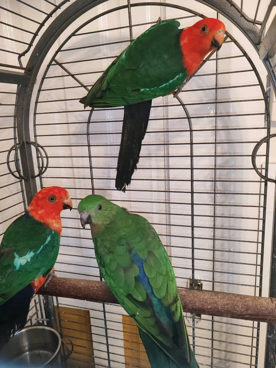 Australian King Parrots - Image 2