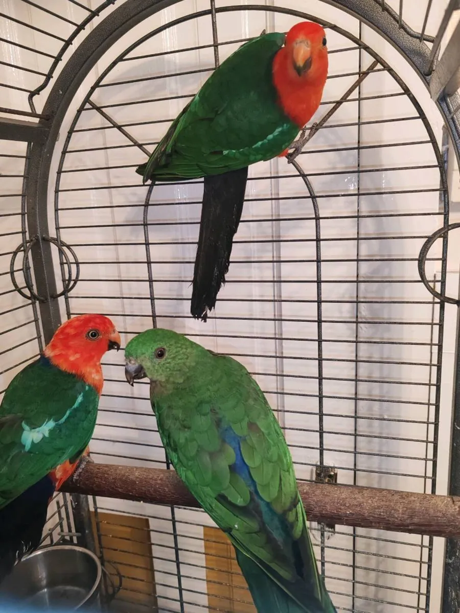 Australian King Parrots - Image 3