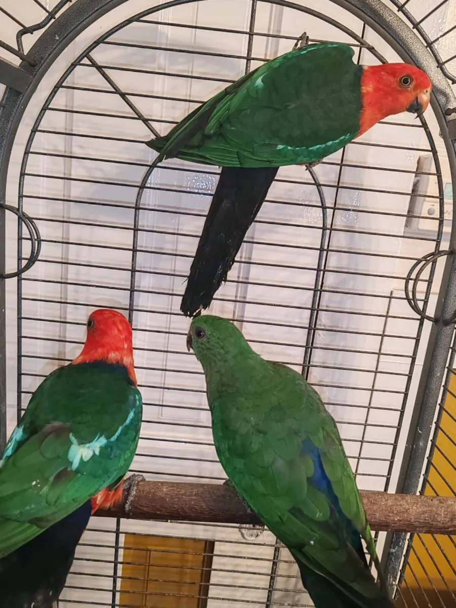 Australian King Parrots - Image 4