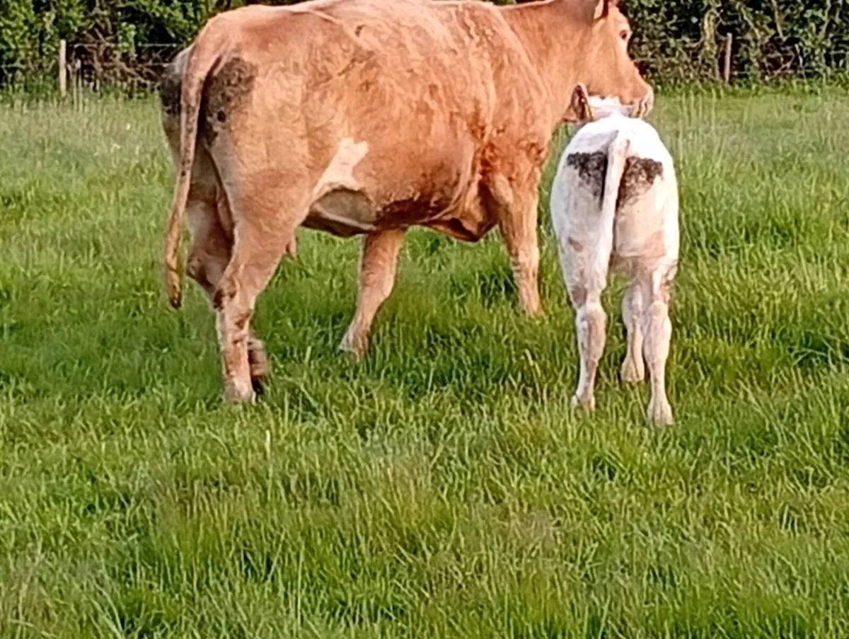 Cows with calves at foot - Image 2