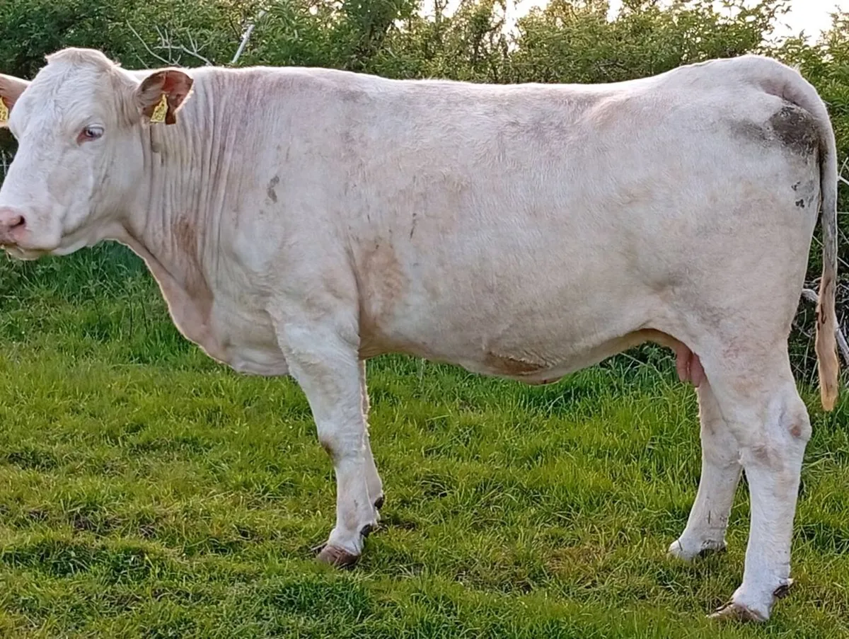 Cows with calves at foot - Image 3