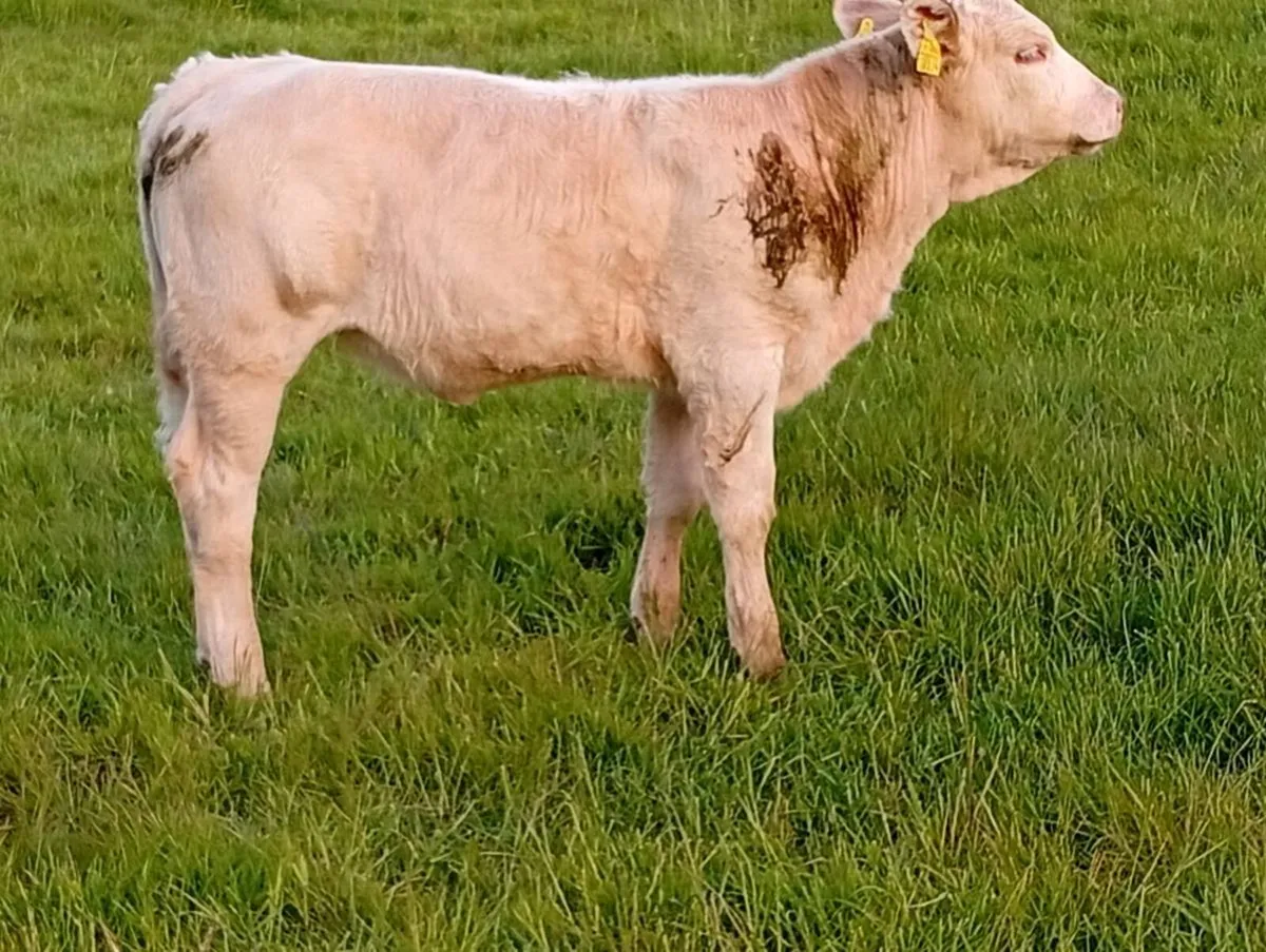 Cows with calves at foot - Image 4