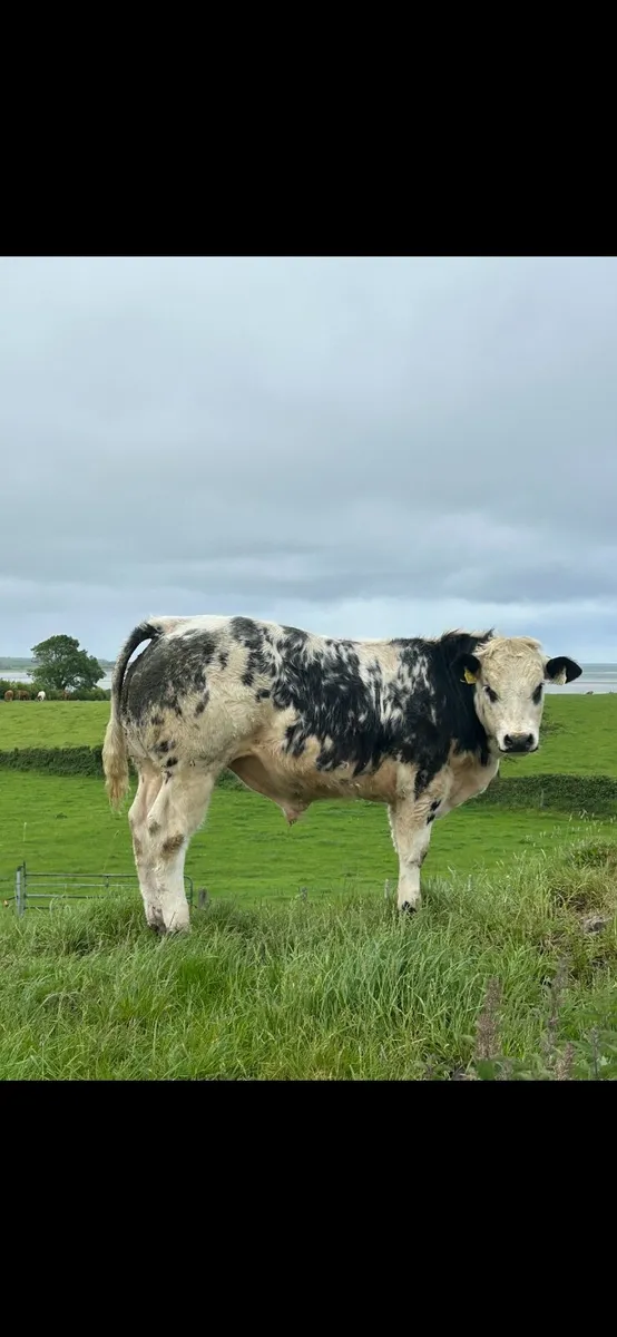 4 ⭐️ Belgian Blue Roan Bull - Image 3