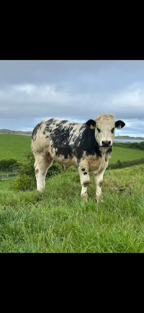4 ⭐️ Belgian Blue Roan Bull - Image 2