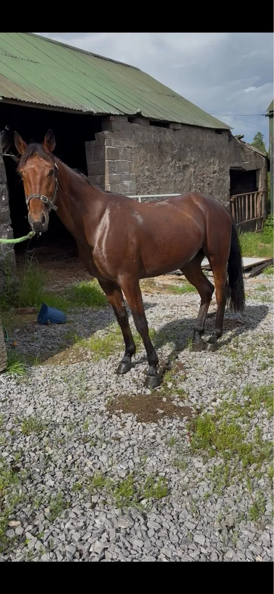 5 year old mare - Image 1