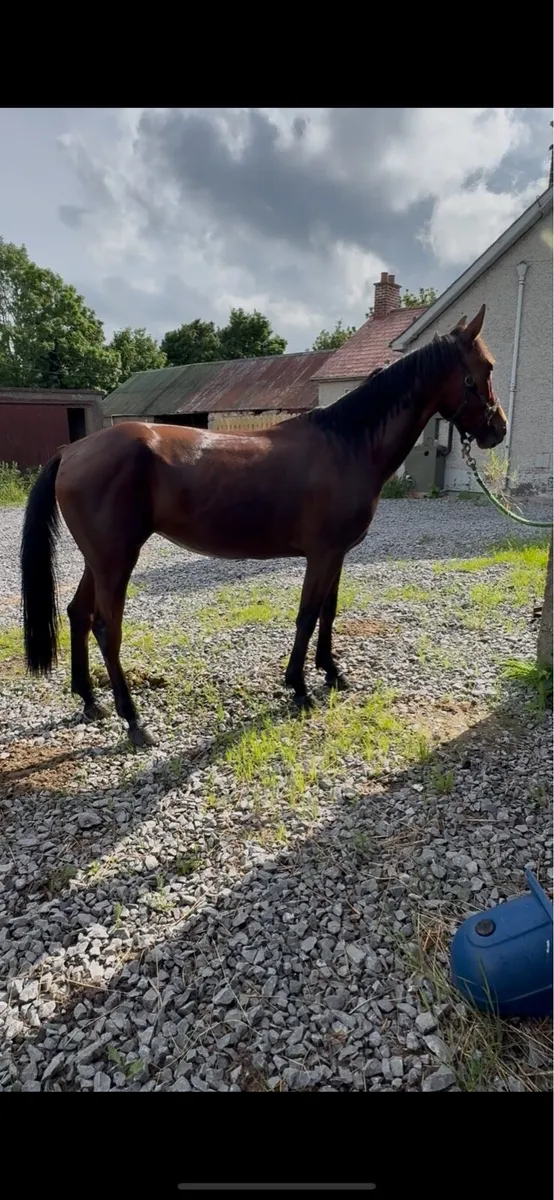 5 year old mare - Image 2