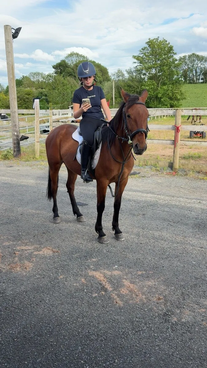 5 year old mare - Image 3
