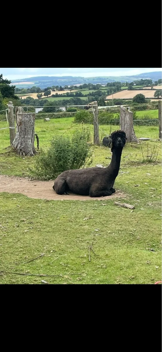 Alpaca - Image 4