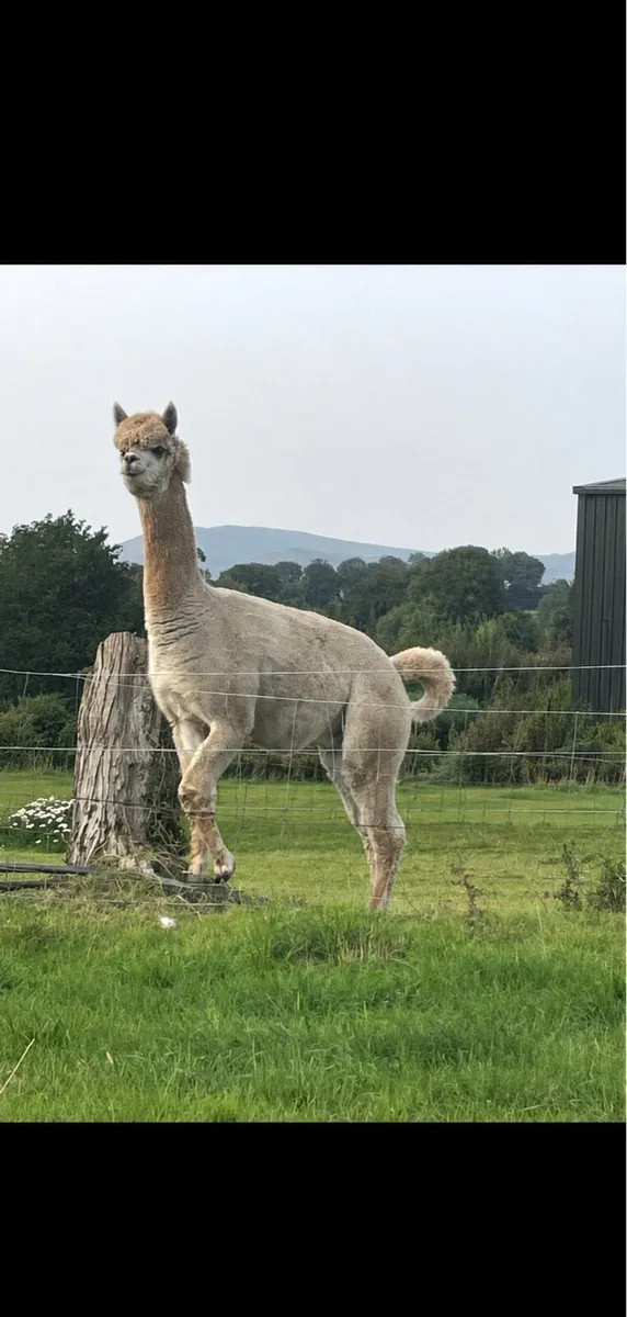 Alpaca - Image 3
