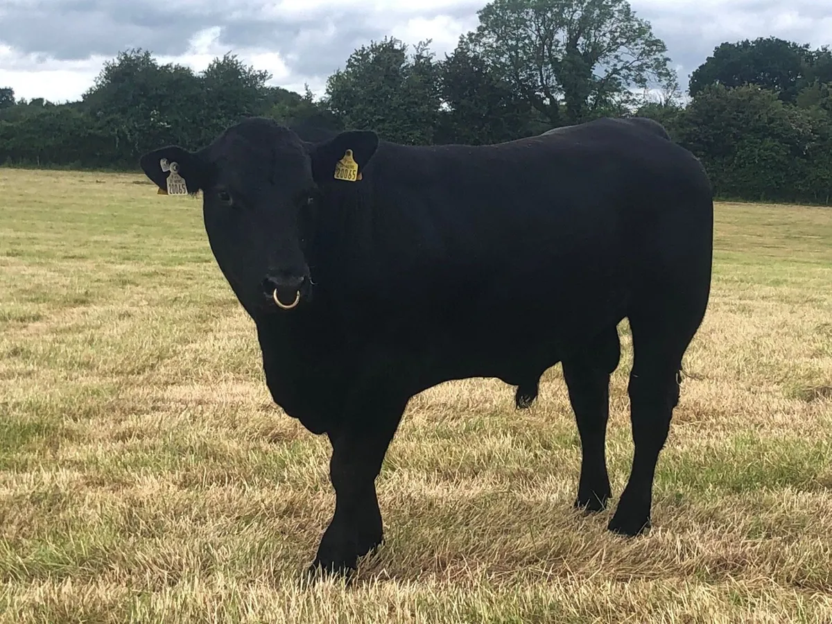 Pbr Angus Bull - Image 1