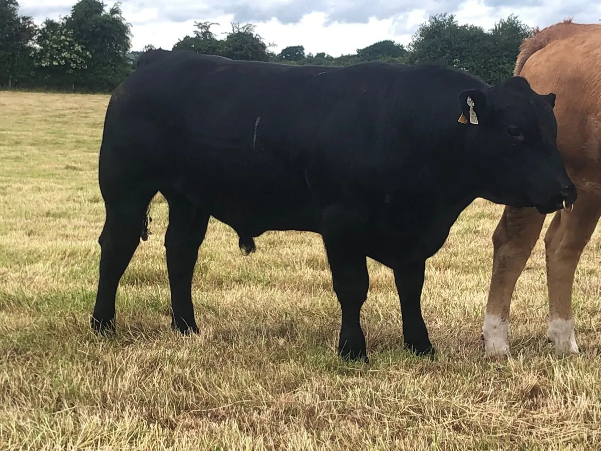 Pbr Angus Bull - Image 2