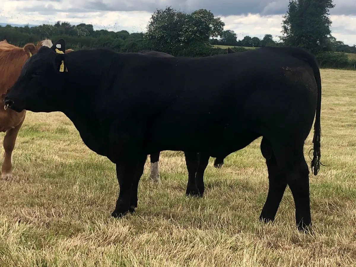 Pbr Angus Bull - Image 3