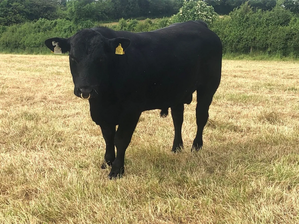 Pbr Angus Bull - Image 4