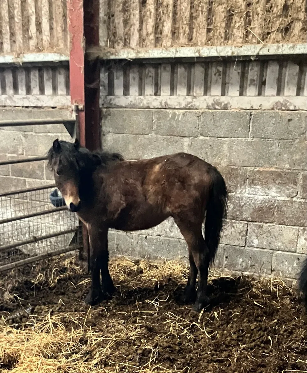 Ponies for sale - Image 2