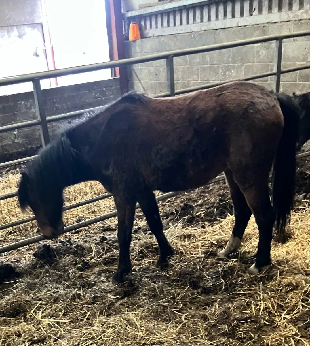 Ponies for sale - Image 3