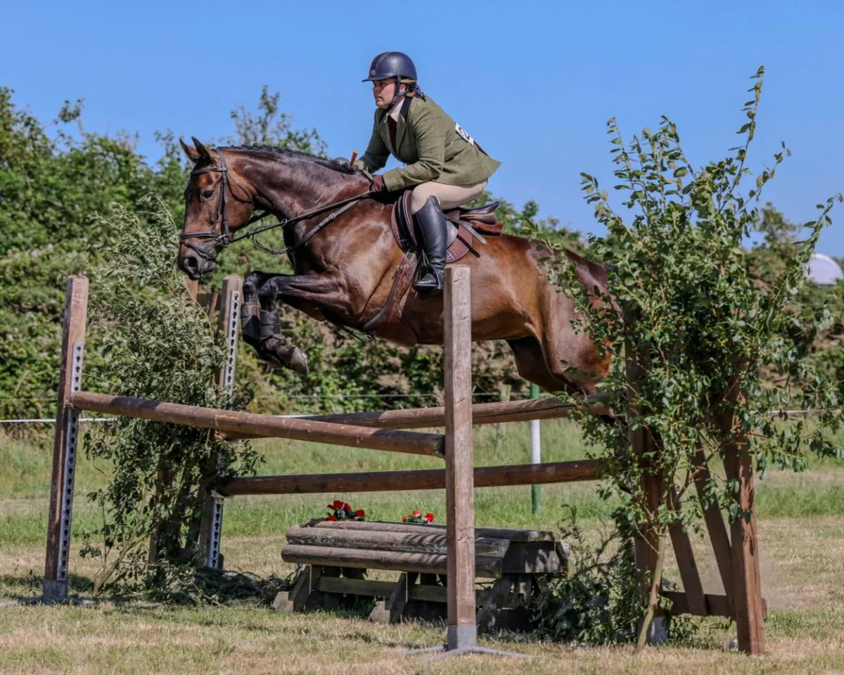 TIH - 9yr old Mare - Image 1