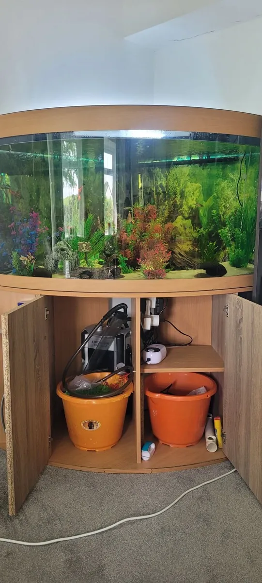200L Corner Aquarium Setup – Complete Running Syst - Image 2