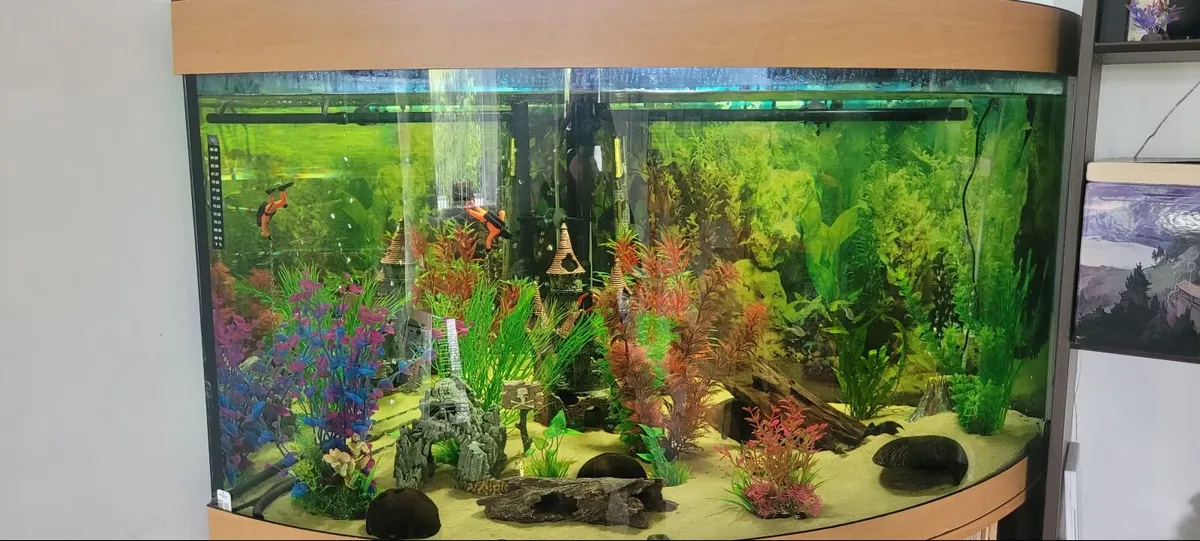 200L Corner Aquarium Setup – Complete Running Syst - Image 3