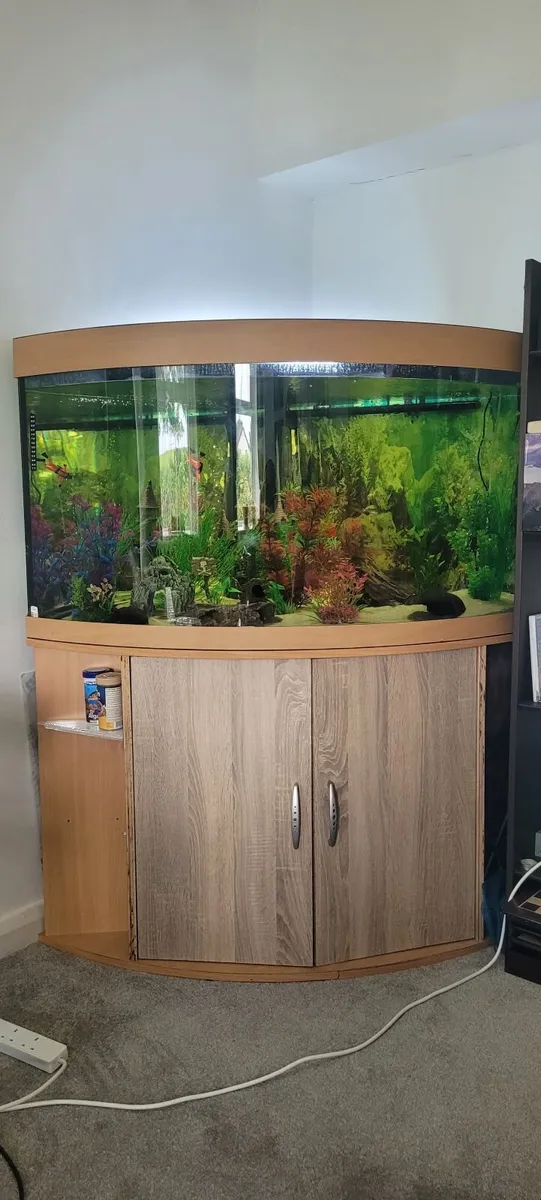 200L Corner Aquarium Setup – Complete Running Syst - Image 1