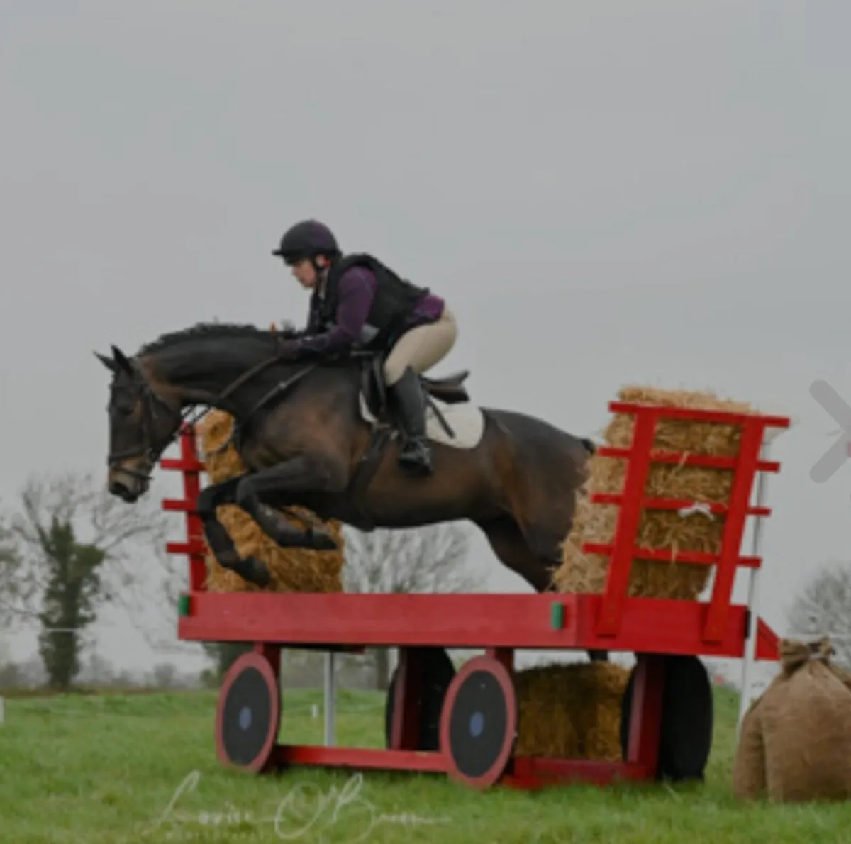 TIH - 9yr old Mare - Image 2