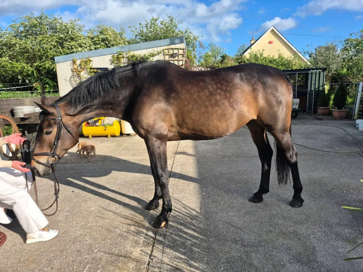 TIH - 9yr old Mare - Image 4