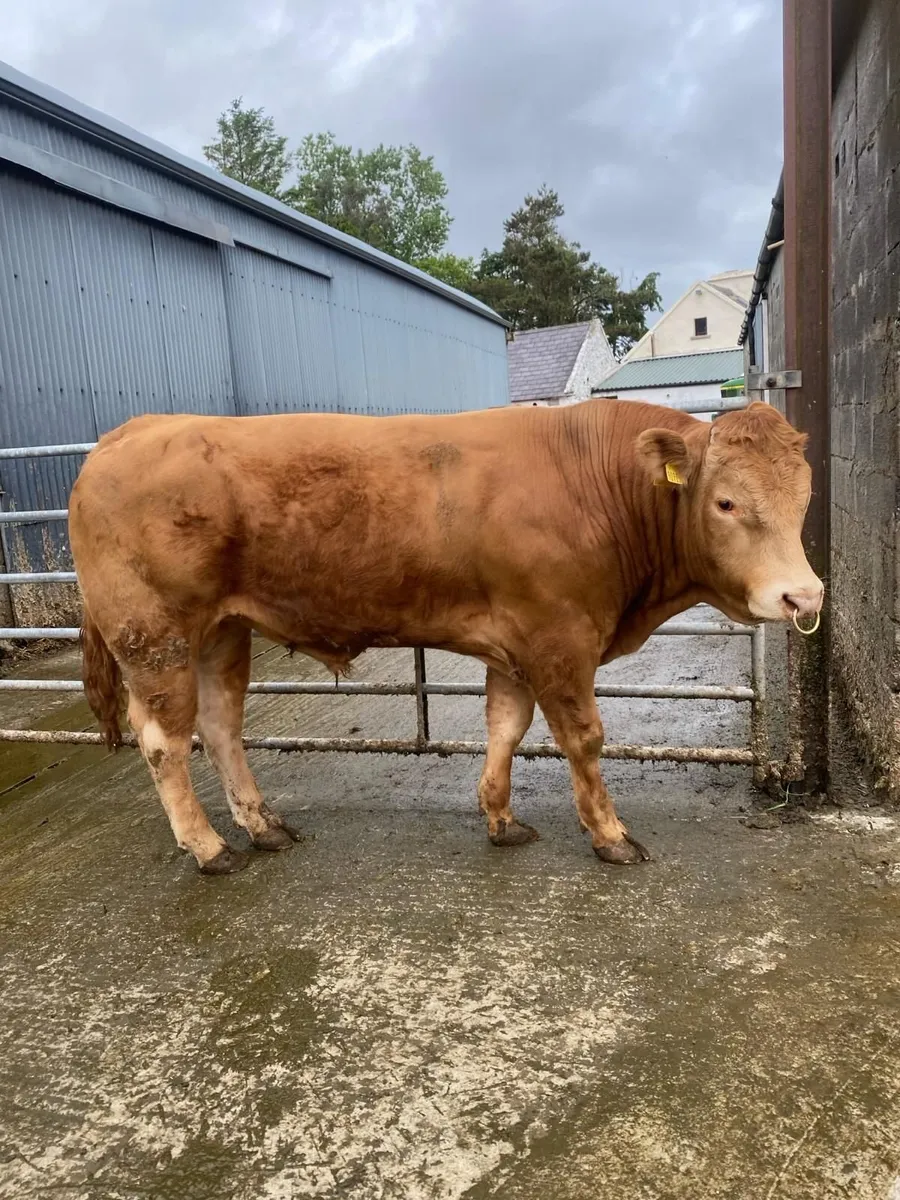 Limousine Bull - Image 2