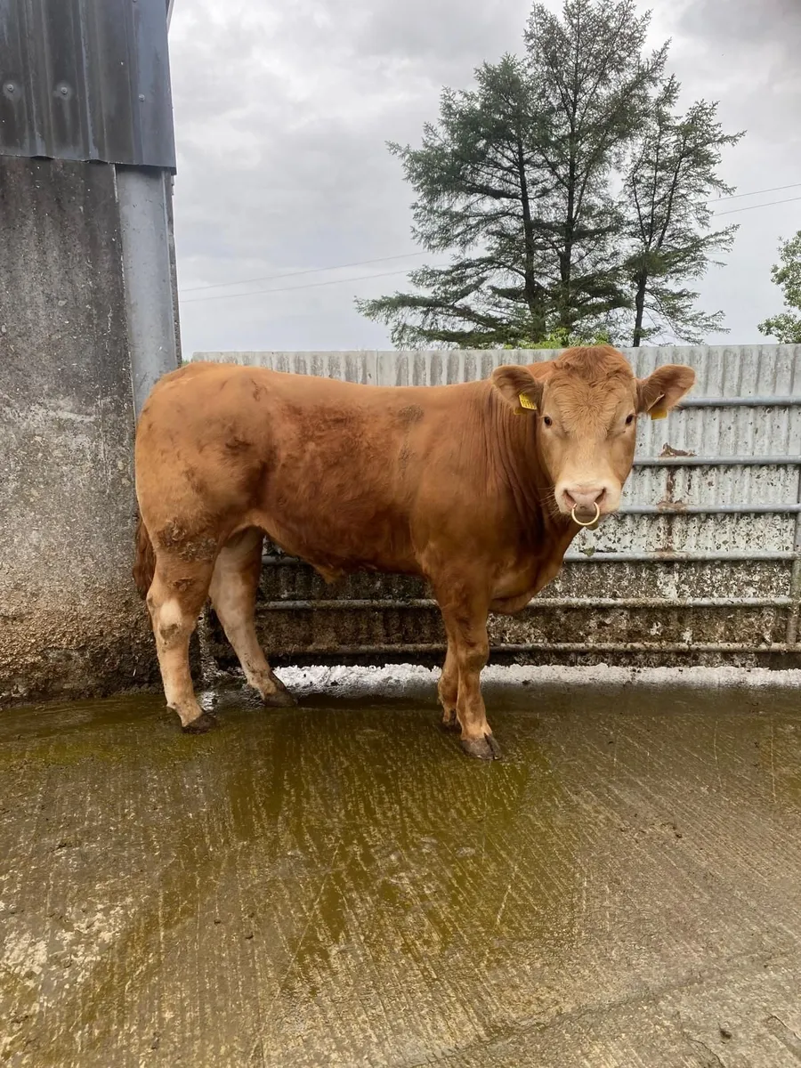 Limousine Bull - Image 1