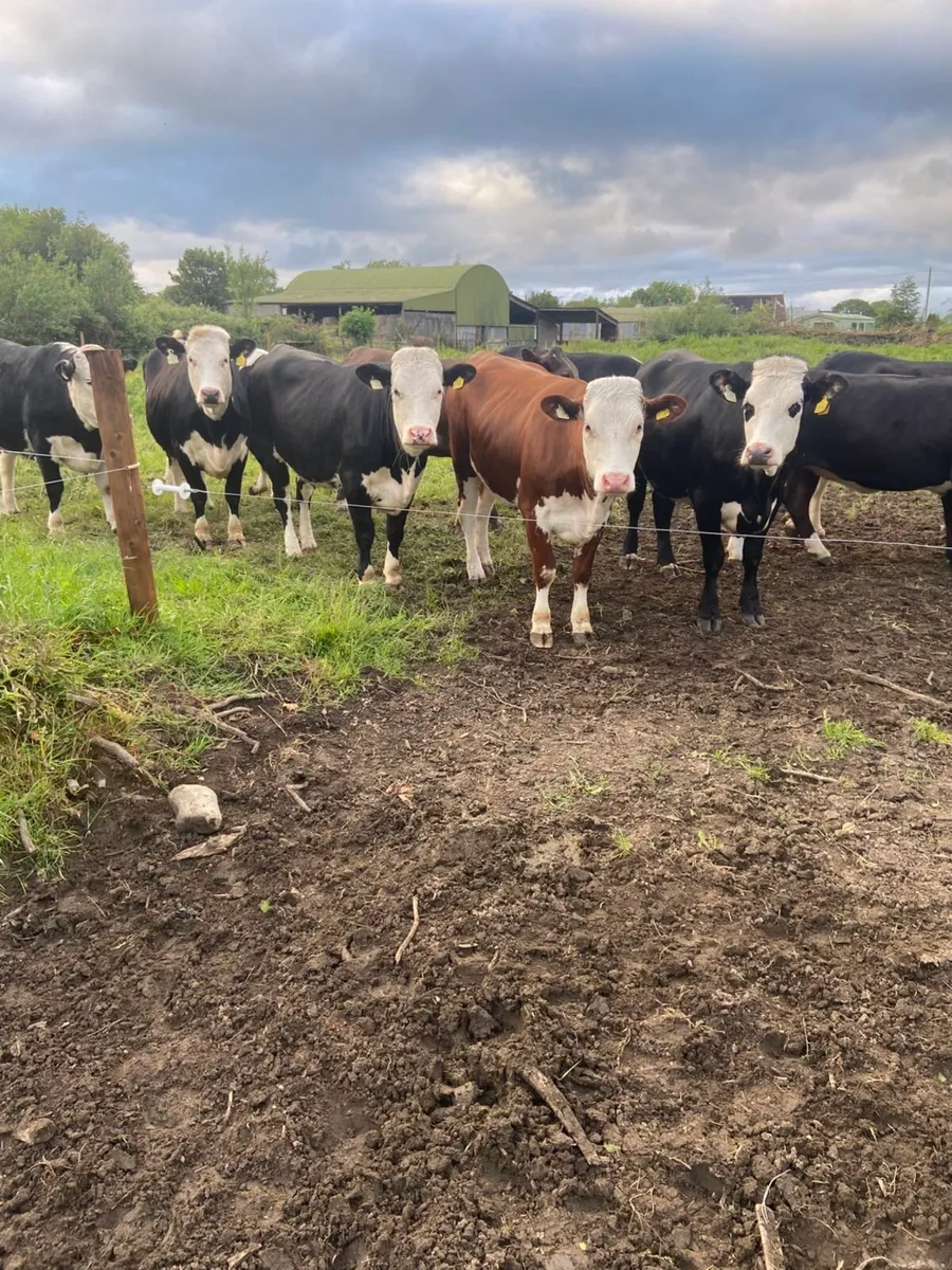 Hereford heifers - Image 3