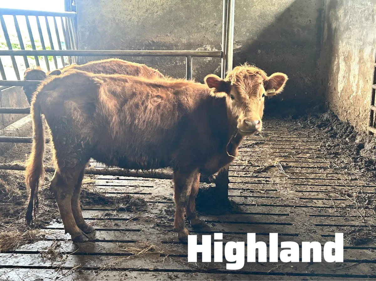 Fully organic Dexter-X cow and Highland-x cow - Image 1