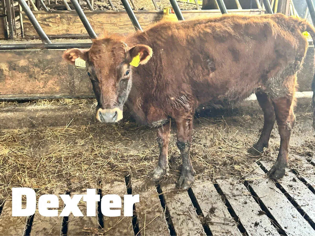 Fully organic Dexter-X cow and Highland-x cow - Image 2
