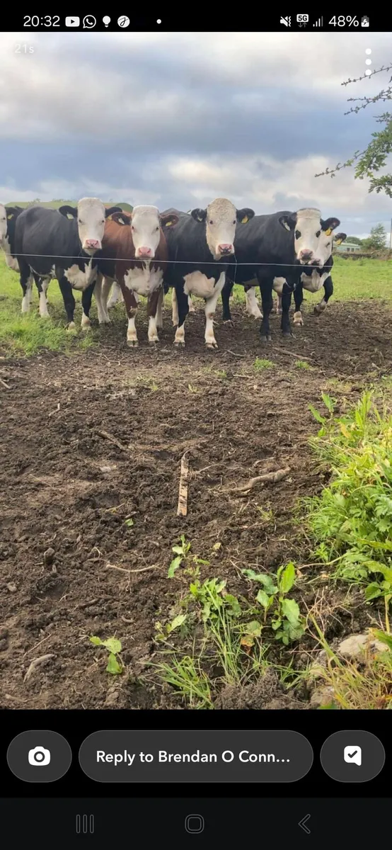Hereford heifers - Image 4