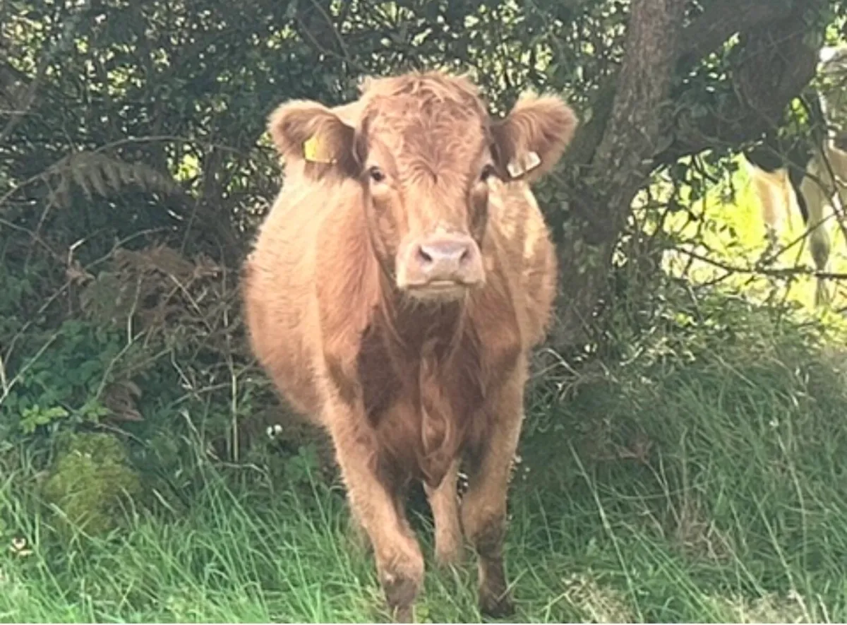 Fully organic Dexter-X cow and Highland-x cow - Image 3