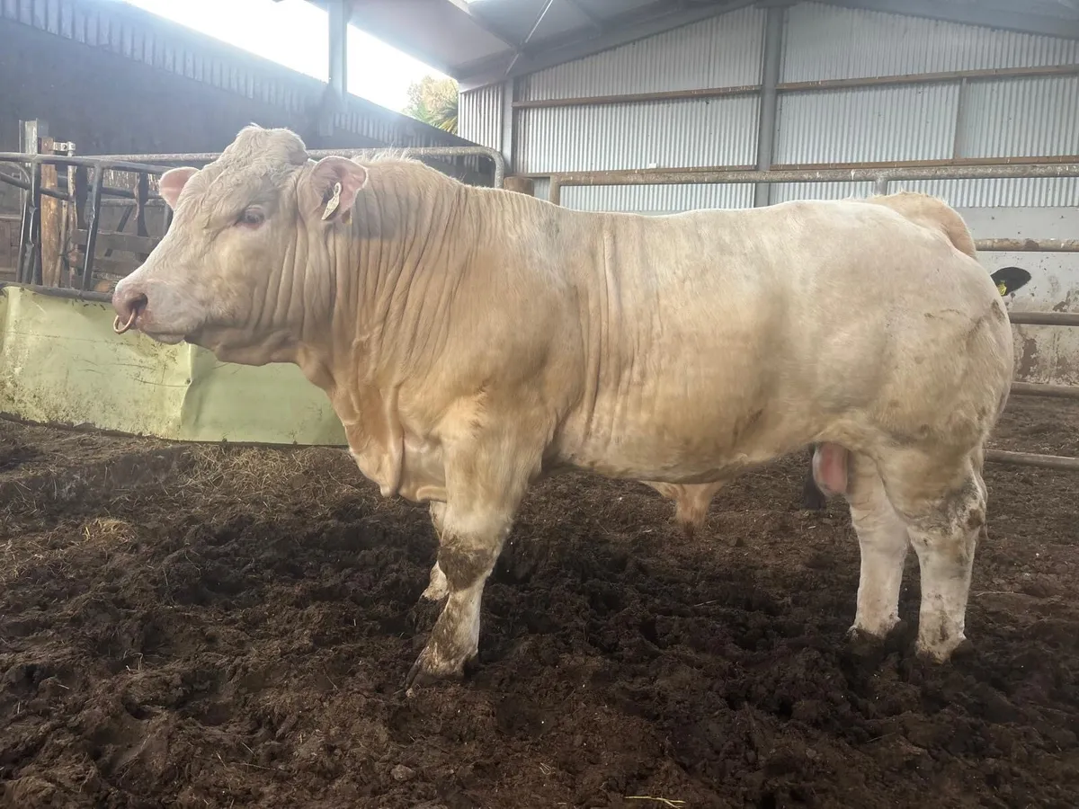 Two Pedigree Charolais bulls - Image 1
