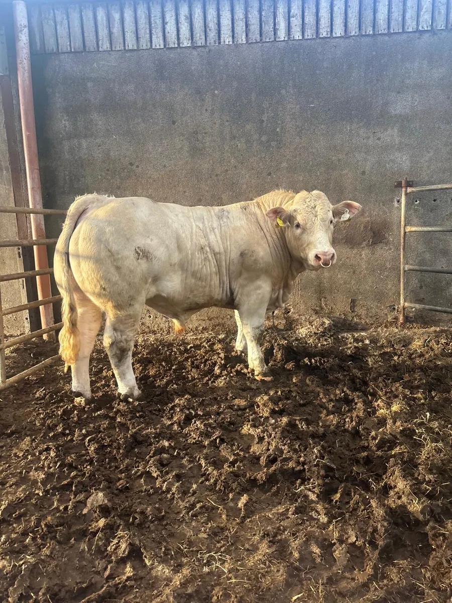 Two Pedigree Charolais bulls - Image 2