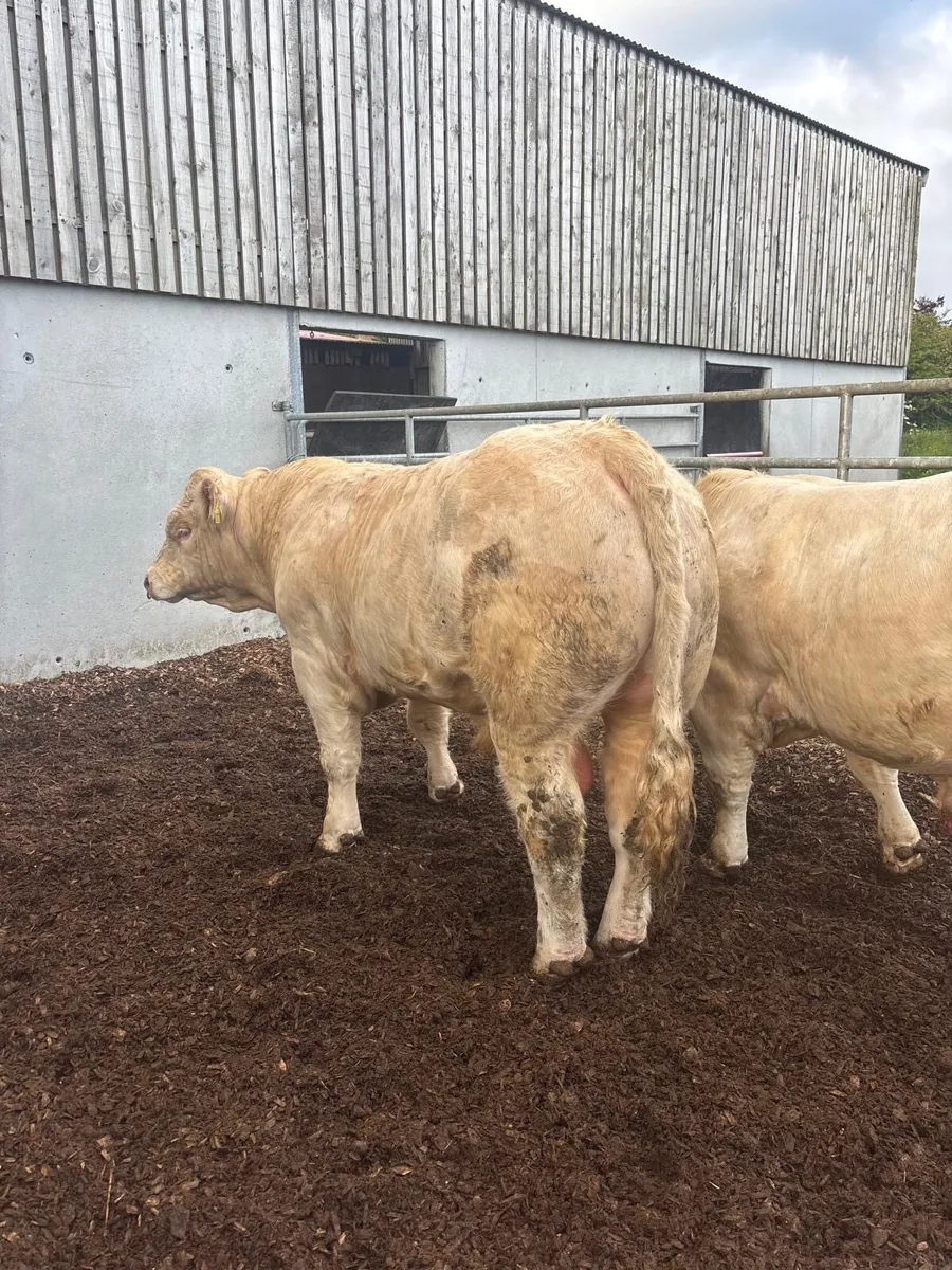 Two Pedigree Charolais bulls - Image 4