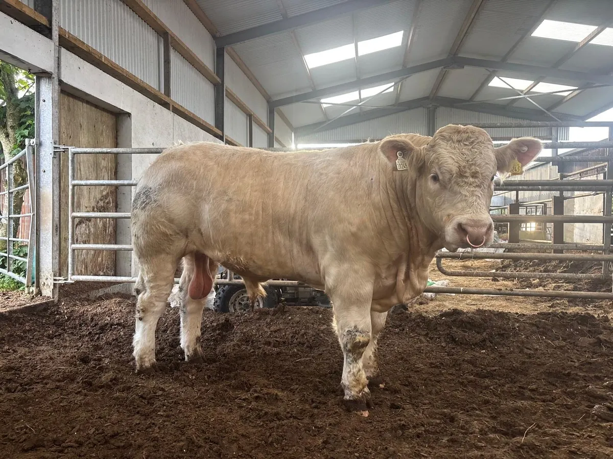 Pedigree Charolais bulls - Image 3