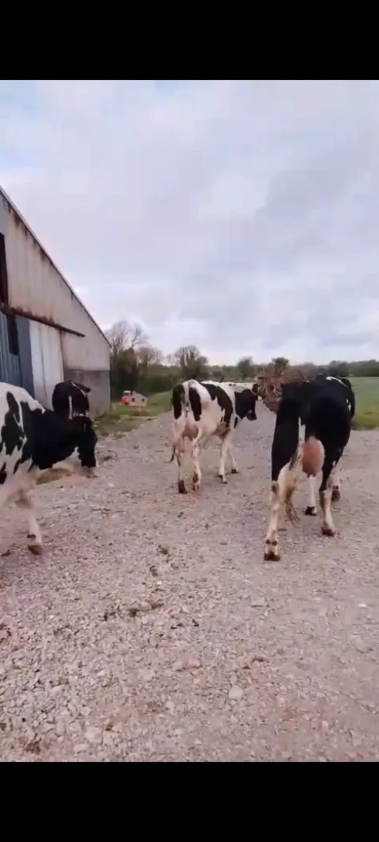 Calved Heifers - Image 2