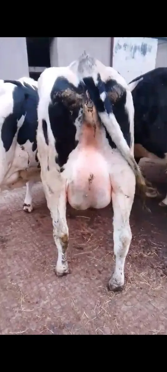 Calved Heifers - Image 4