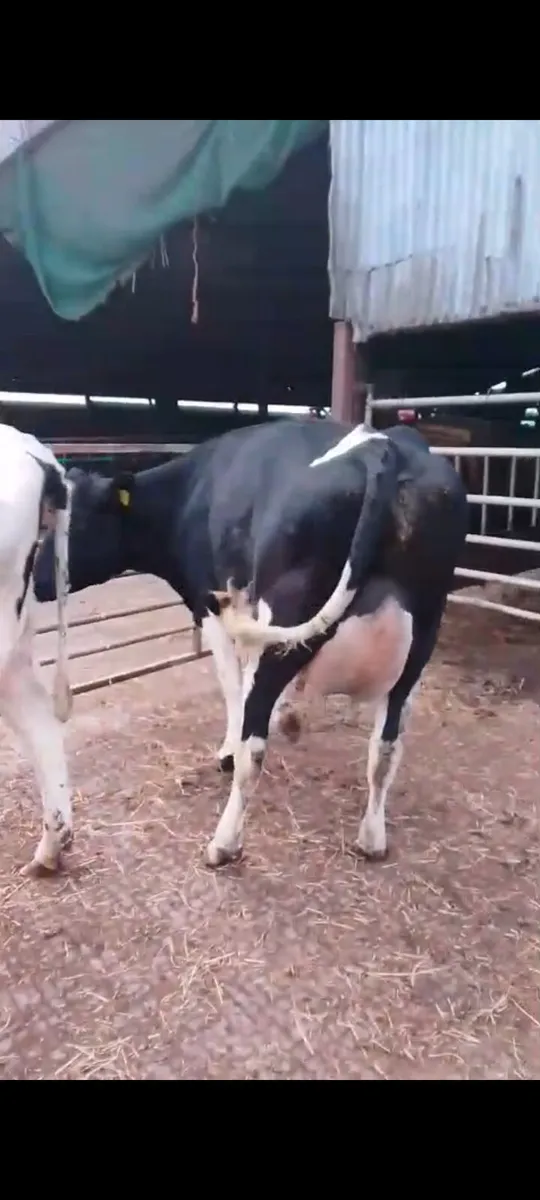 Calved Heifers - Image 1