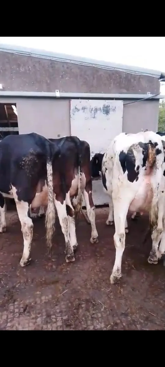 Calved Heifers - Image 3