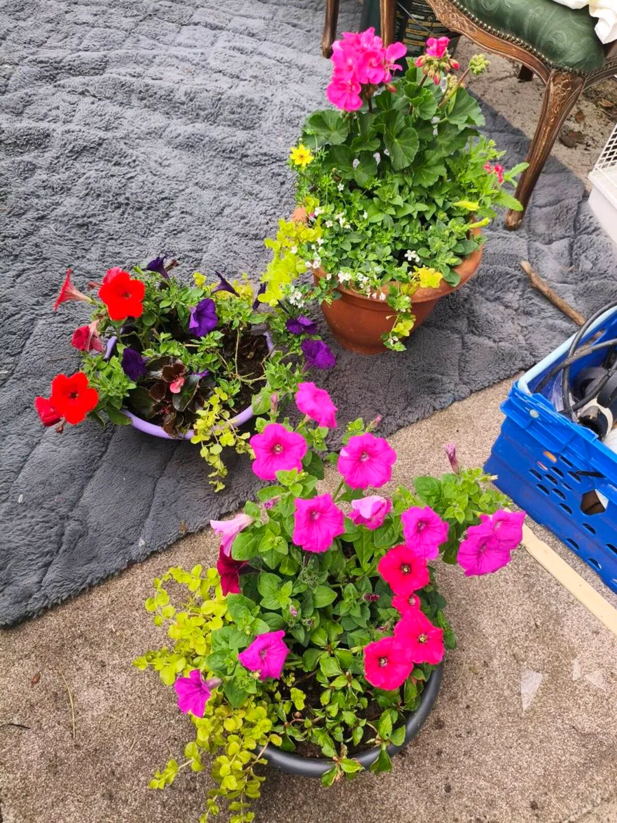 Beautiful pots, 3 full pots 25. - Image 1
