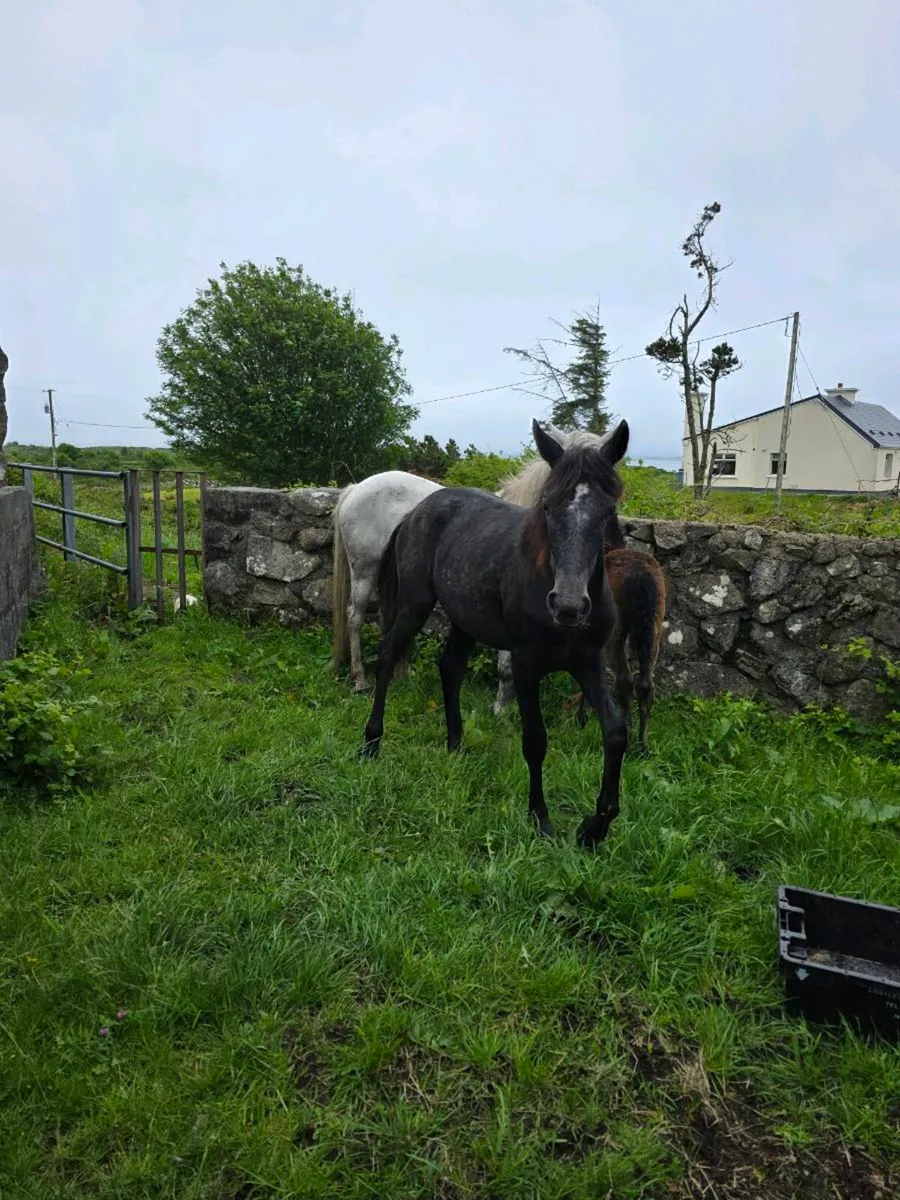 Connemara yearling filly - Image 1