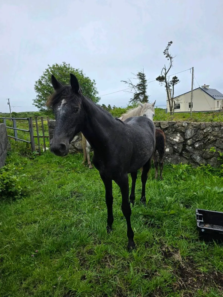 Connemara yearling filly - Image 2