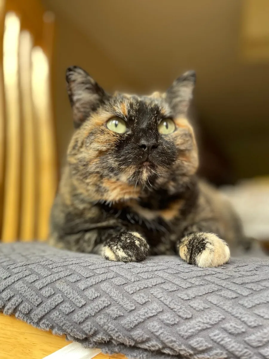 Teka 6 yo female - Image 1