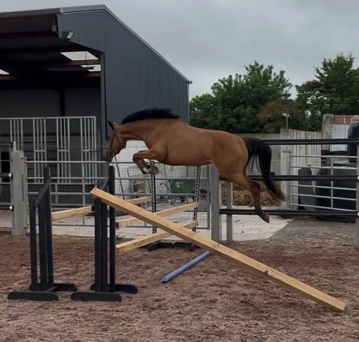 4 year old half sister to 155 horse - Image 1