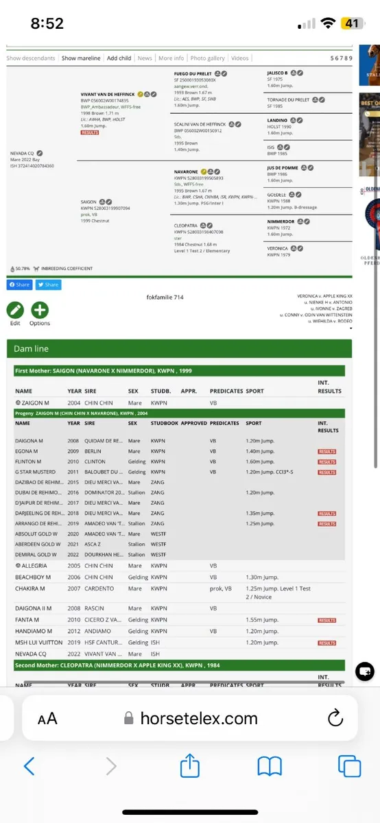 4 year old half sister to 155 horse - Image 3