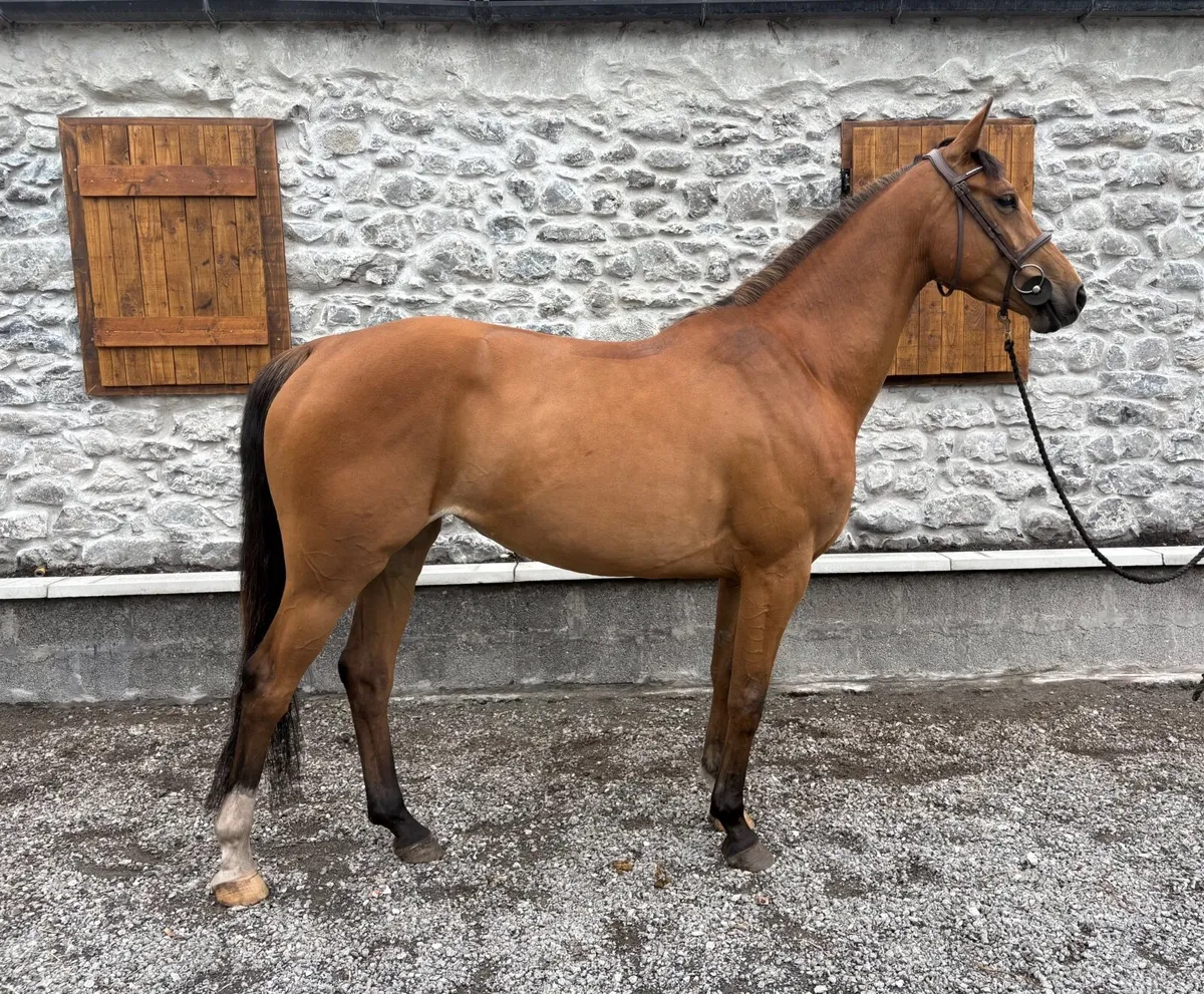 4 year old half sister to 155 horse - Image 4